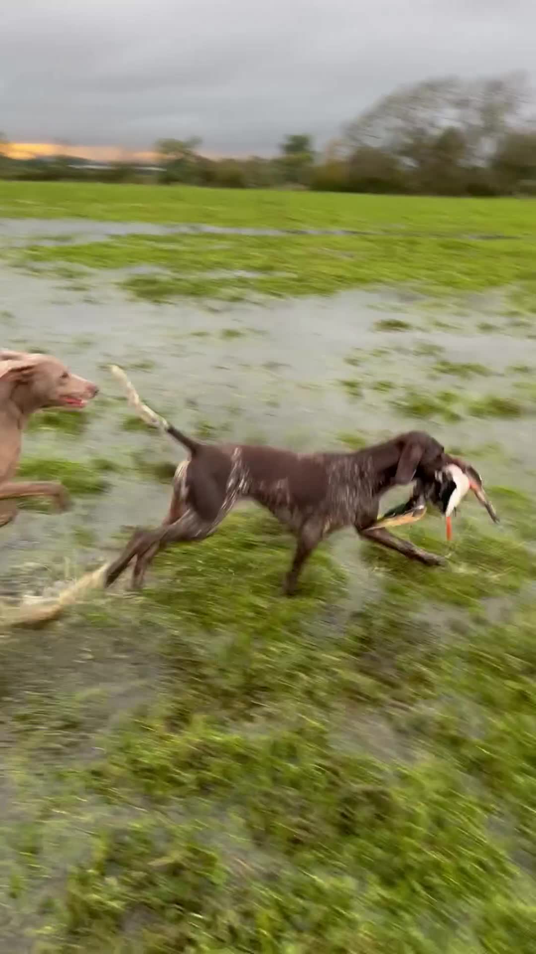 German Shorthaired Pointer dogs for sale: KC GSP puppies due  in Mitcheldean - Video 1