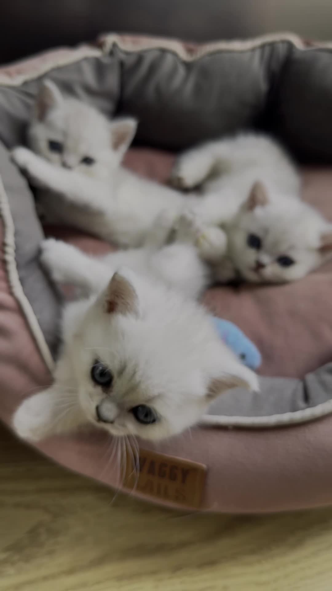 Scottish Fold cats for sale: 4 Scottish Straight Boys  - Video 2