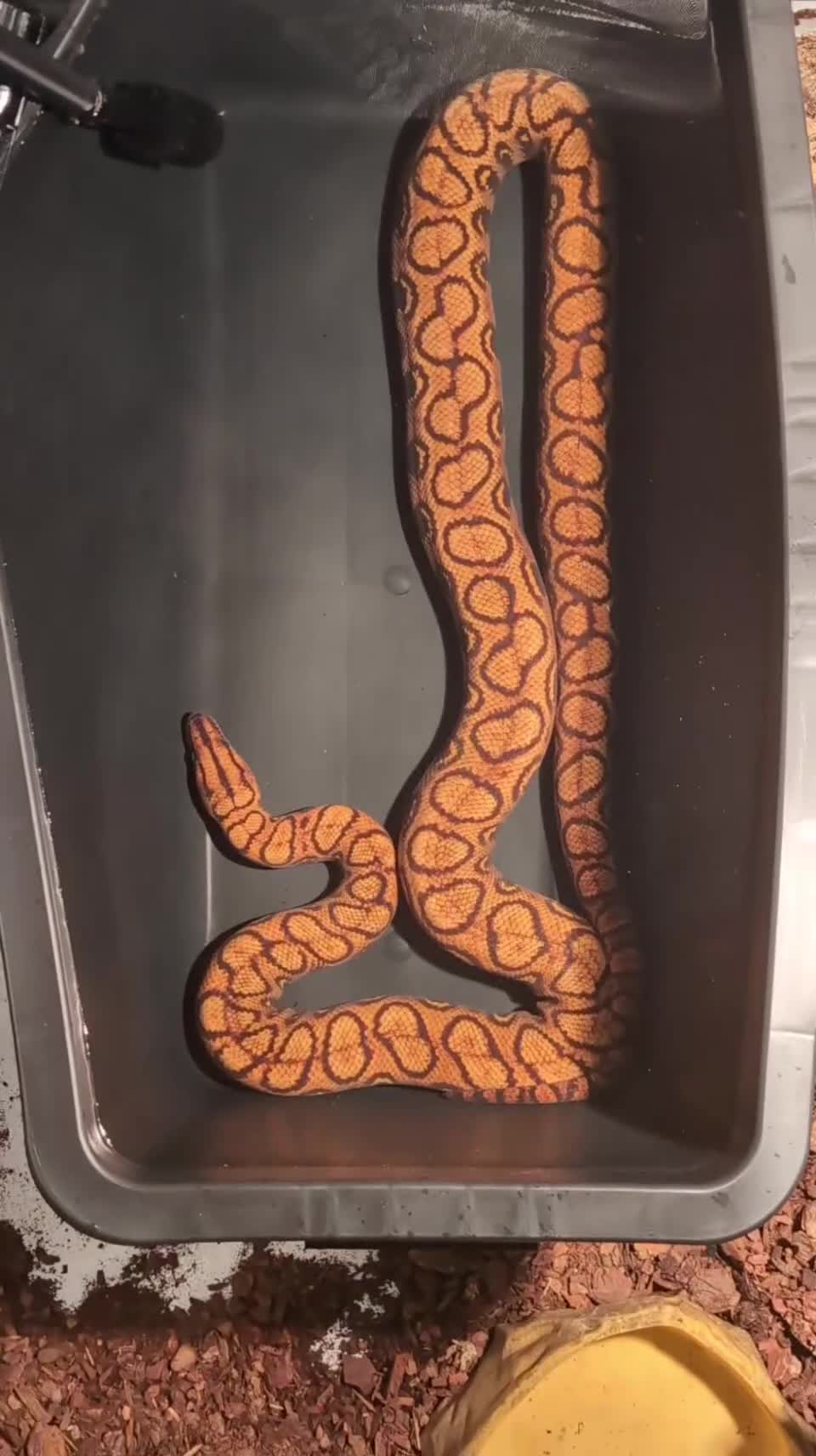 Boa Snake reptiles for sale: Stunning Brazilian rainbow boa - Video 1