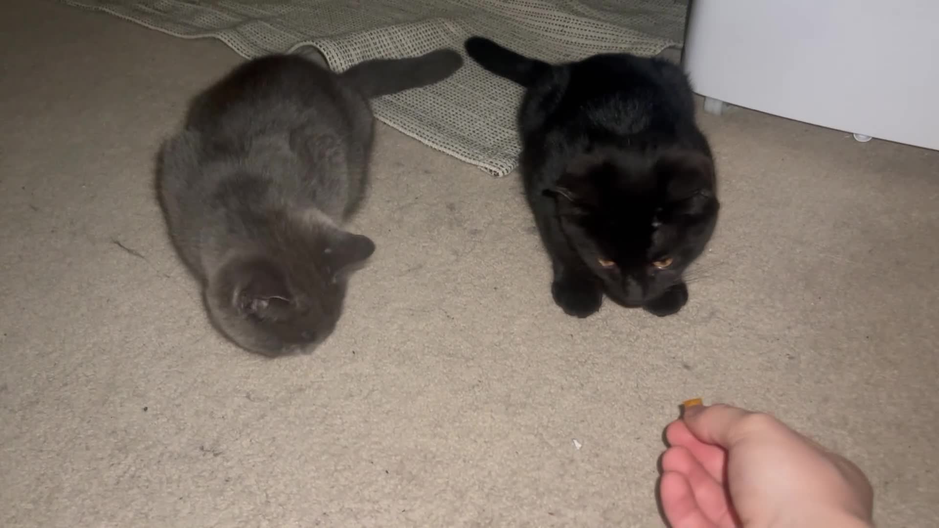 Mixed Breed cats for sale: Kitten 1 & Kitten 2 in Wallingford - Video 2