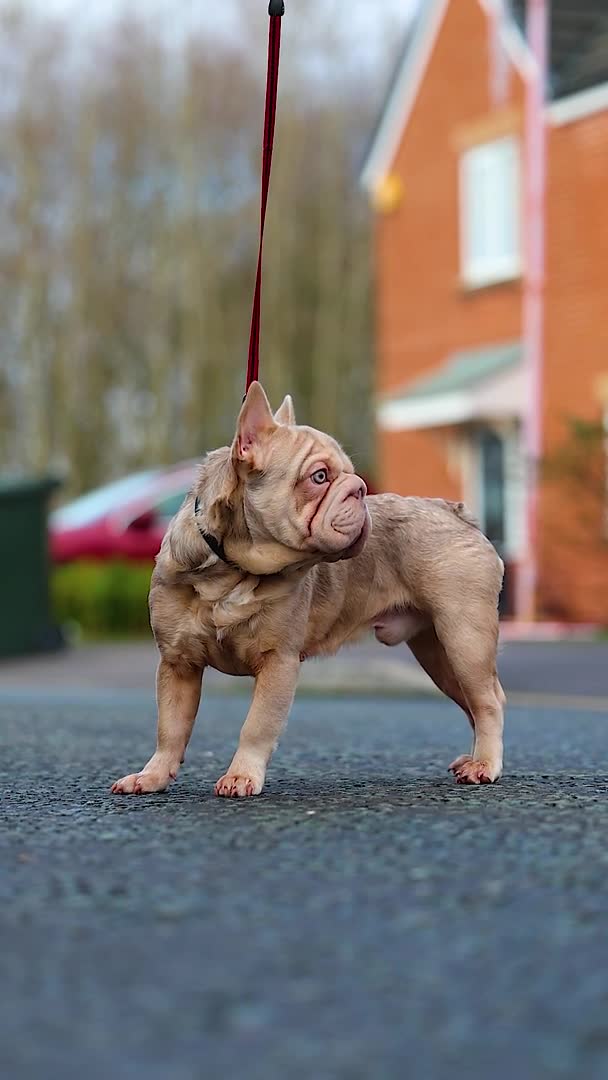 French Bulldog dogs for stud:  Isabella ** Boy carrying fluffy  in Manchester - Video 2