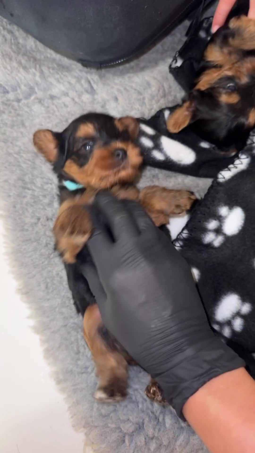 Yorkiepoo dogs for sale: Adorable yorkiepoo puppies ❤️ - Video 1