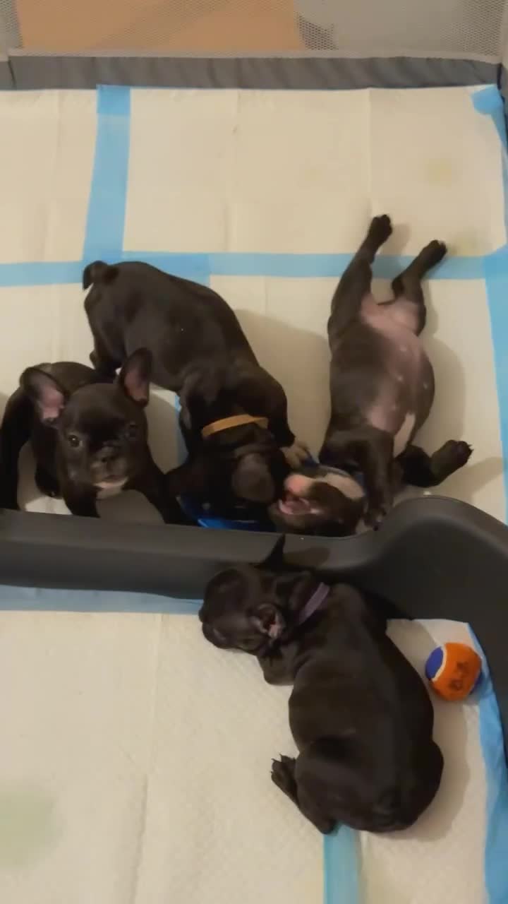 French Bulldog dogs for sale: French puppies  - Video 3