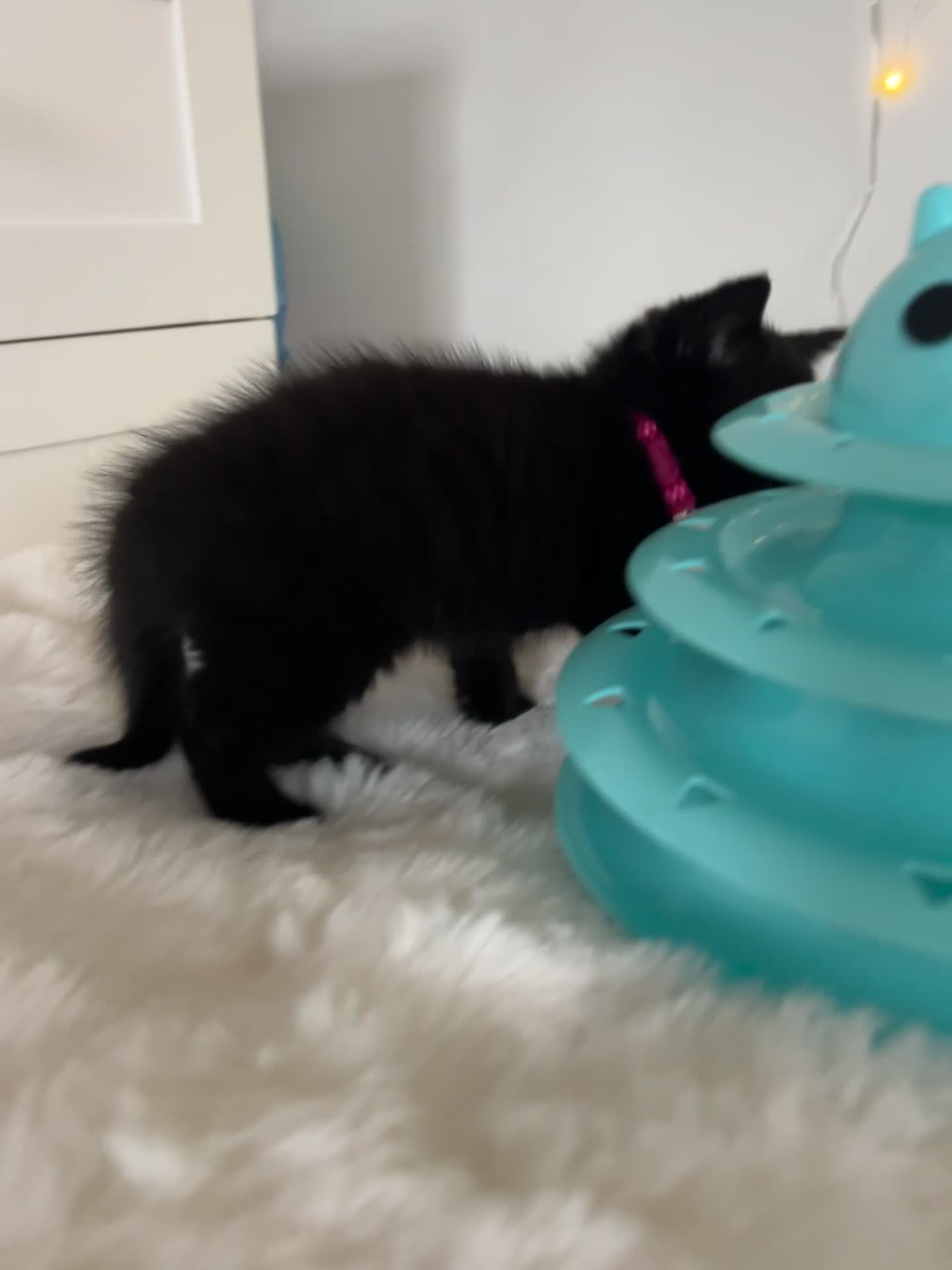 British Shorthair cats for sale: British Short Hair Chocolate Tabby Kitten  - Video 1