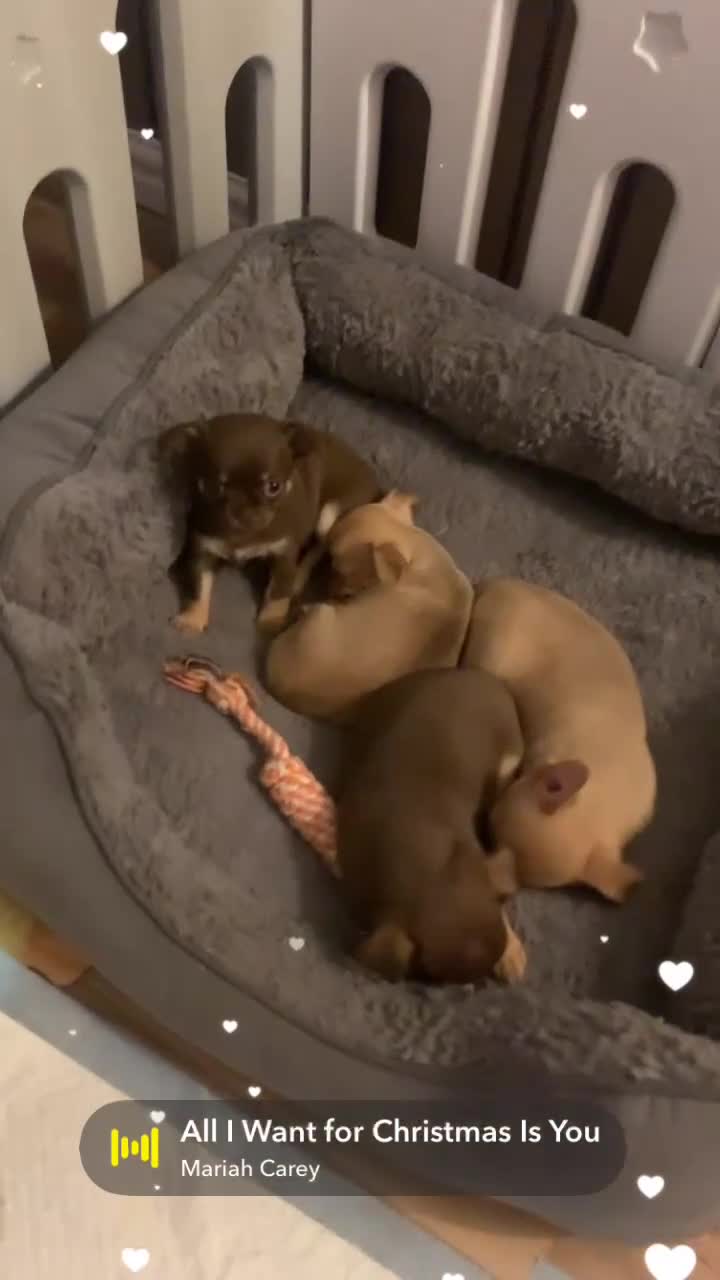 Chihuahua dogs for sale: Chihuahuas boys and girls available - Video 1