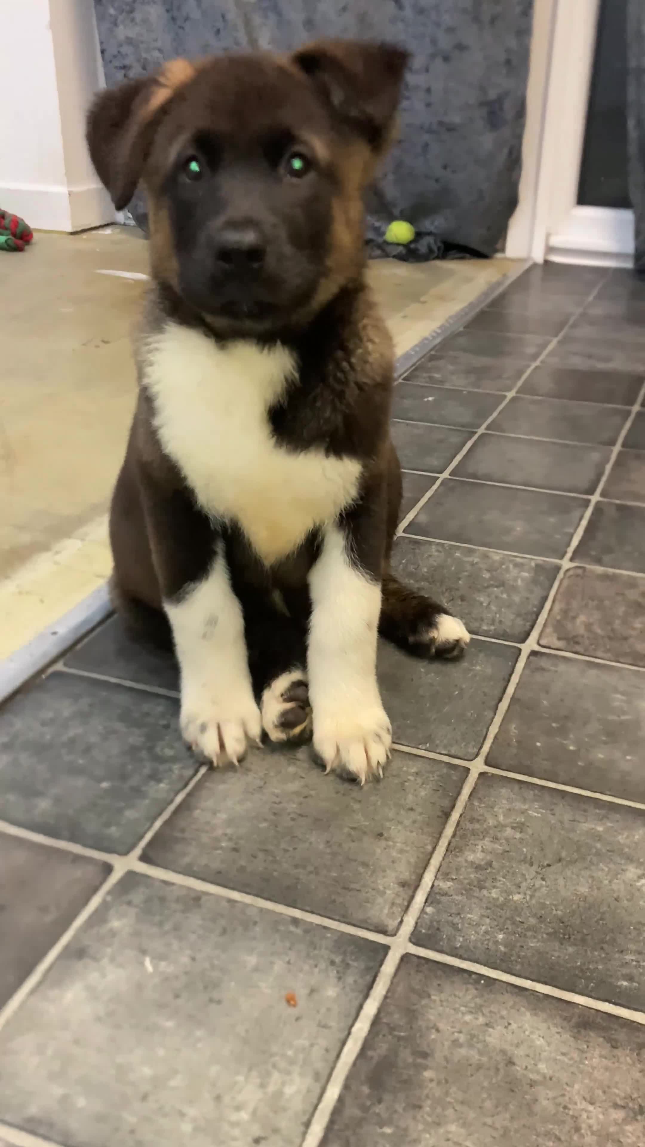 Akita dogs for sale: American Akita puppies - Video 2