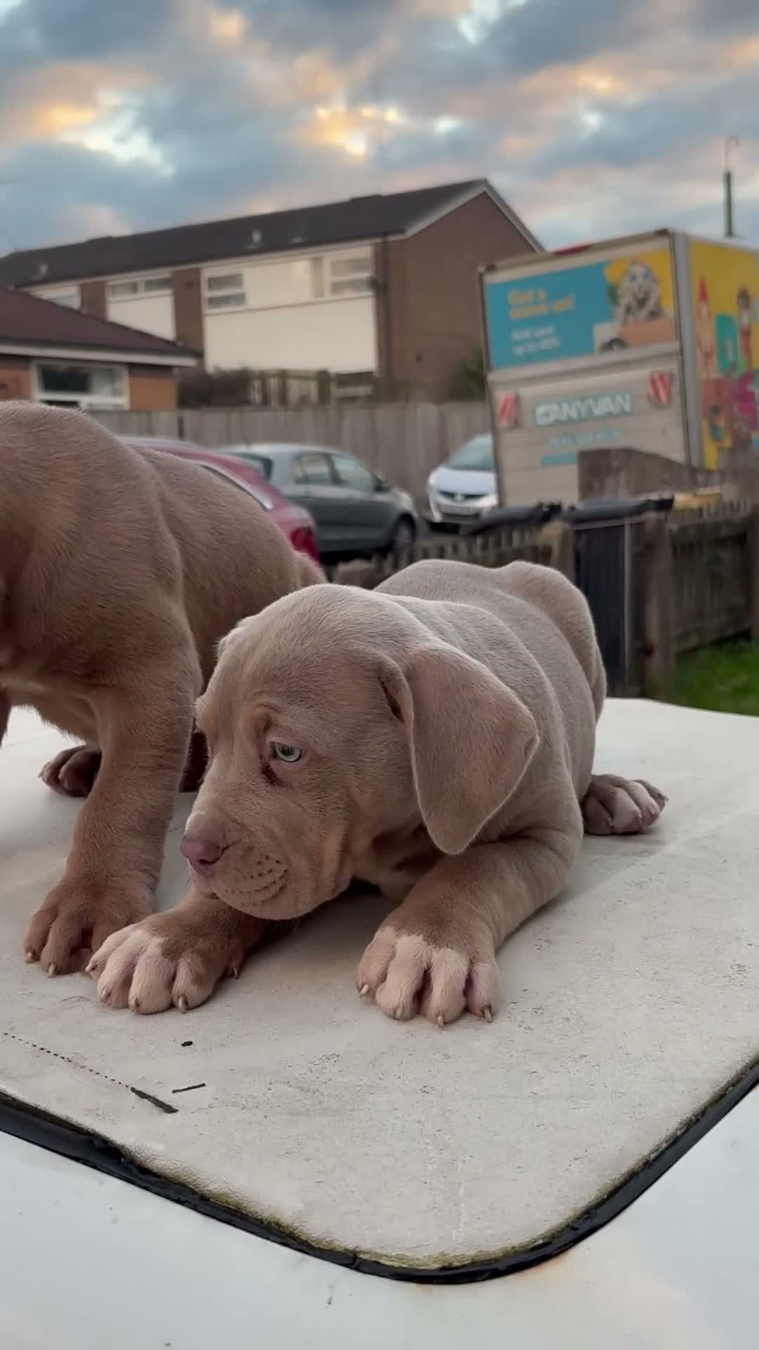 American Bully dogs for sale: Standard American Bullies  - Video 1