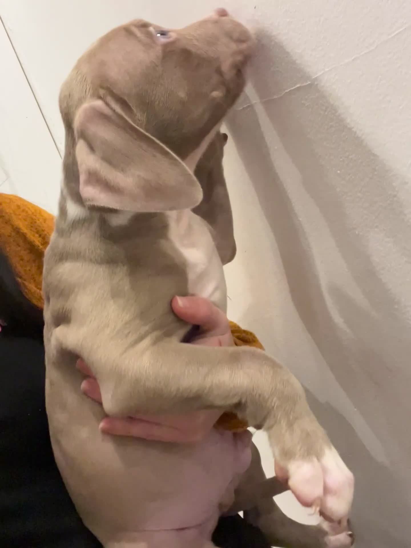 American Bully dogs for sale:  Medium Bully Puppies–XL are banned, these are NOT - Video 3