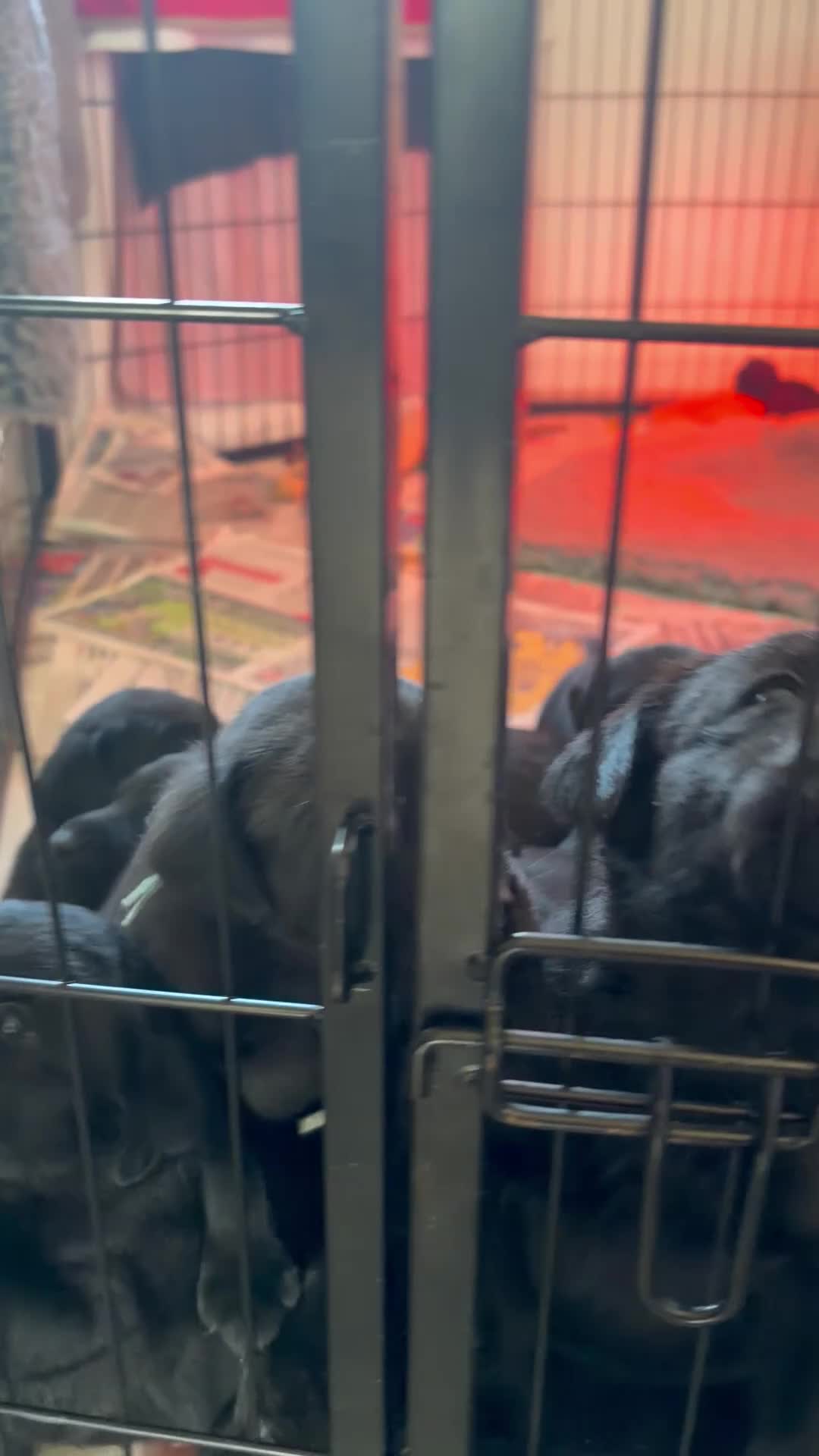 Labrador Retriever dogs for sale: 5 black Labrador boys available - Video 2