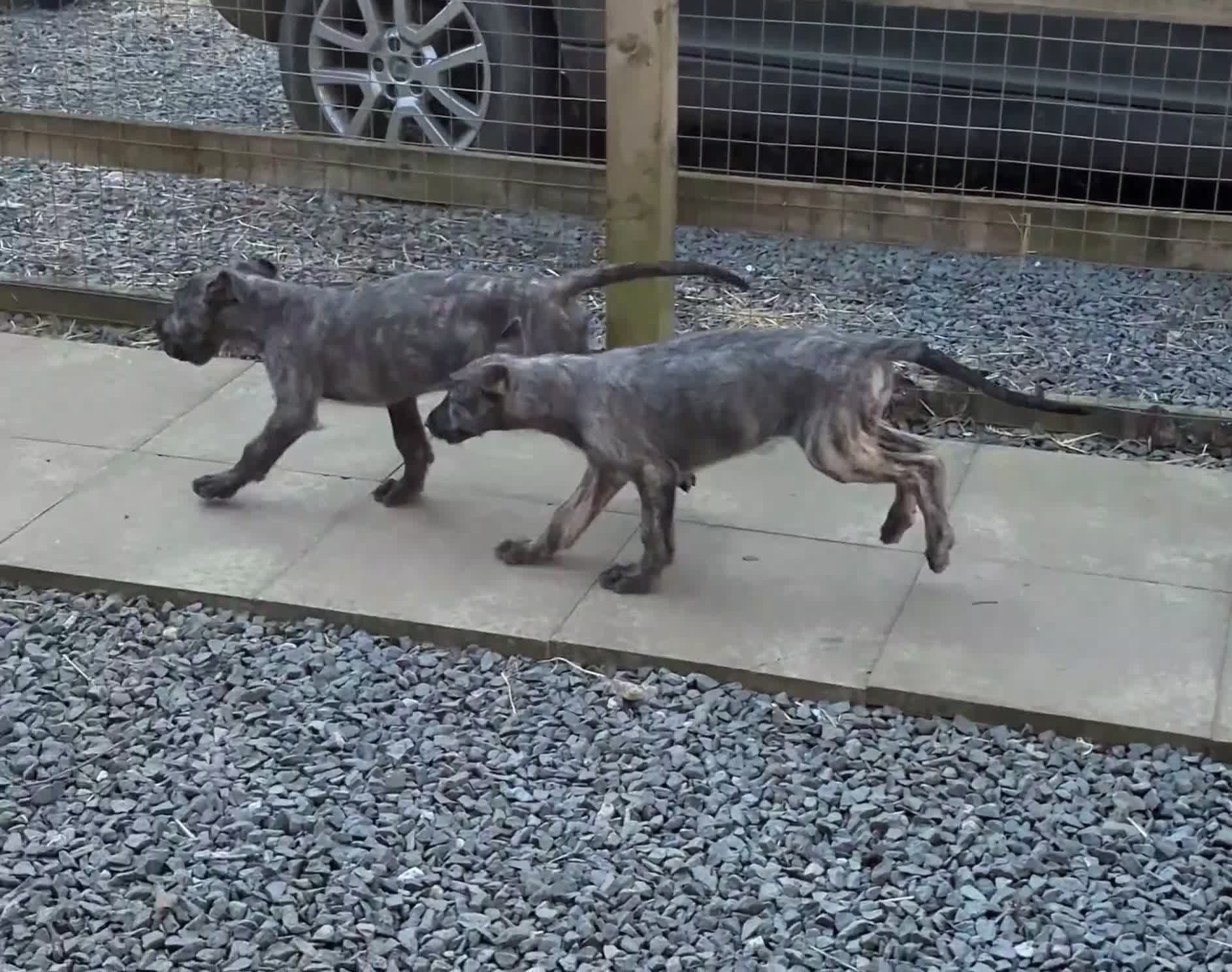 Irish Wolfhound dogs for sale: Wolfhound/Deerhound pups - Video 2