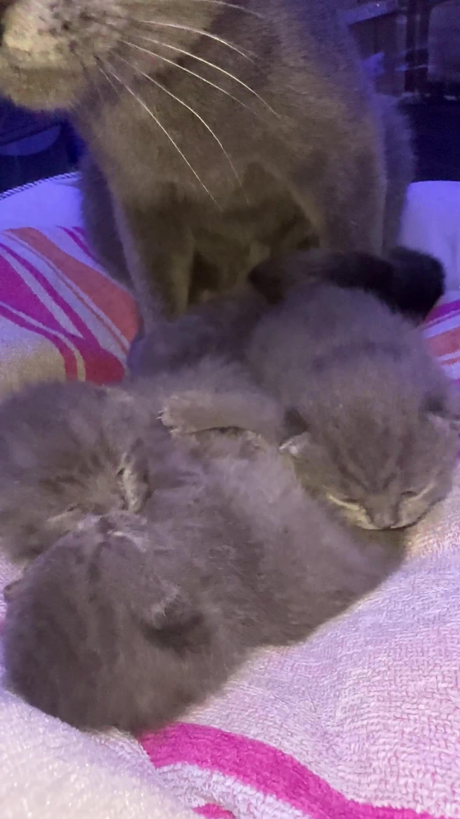 British Shorthair cats for sale: BRITISH SHORTHAIR!  - Video 5