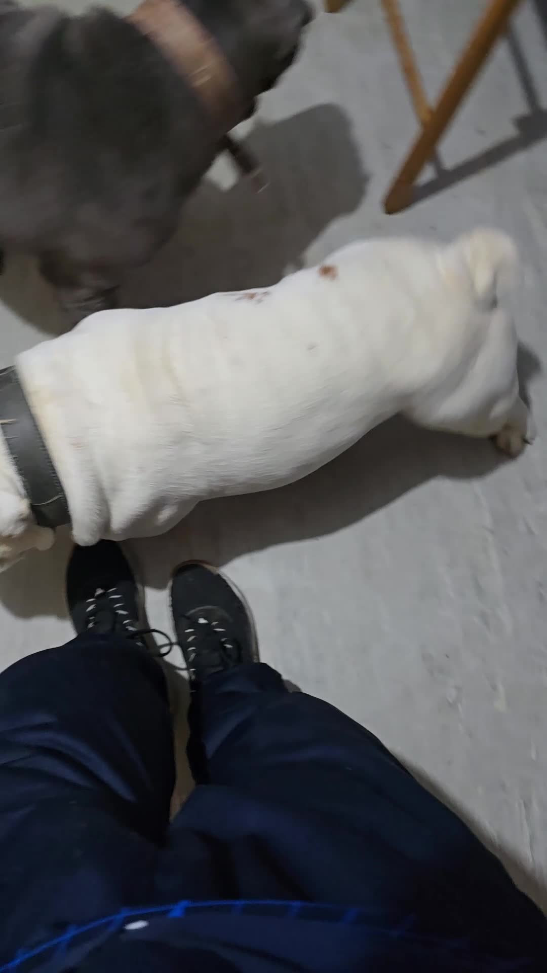 English Bulldog dogs for sale: 4 year old male english bulldog  - Video 1