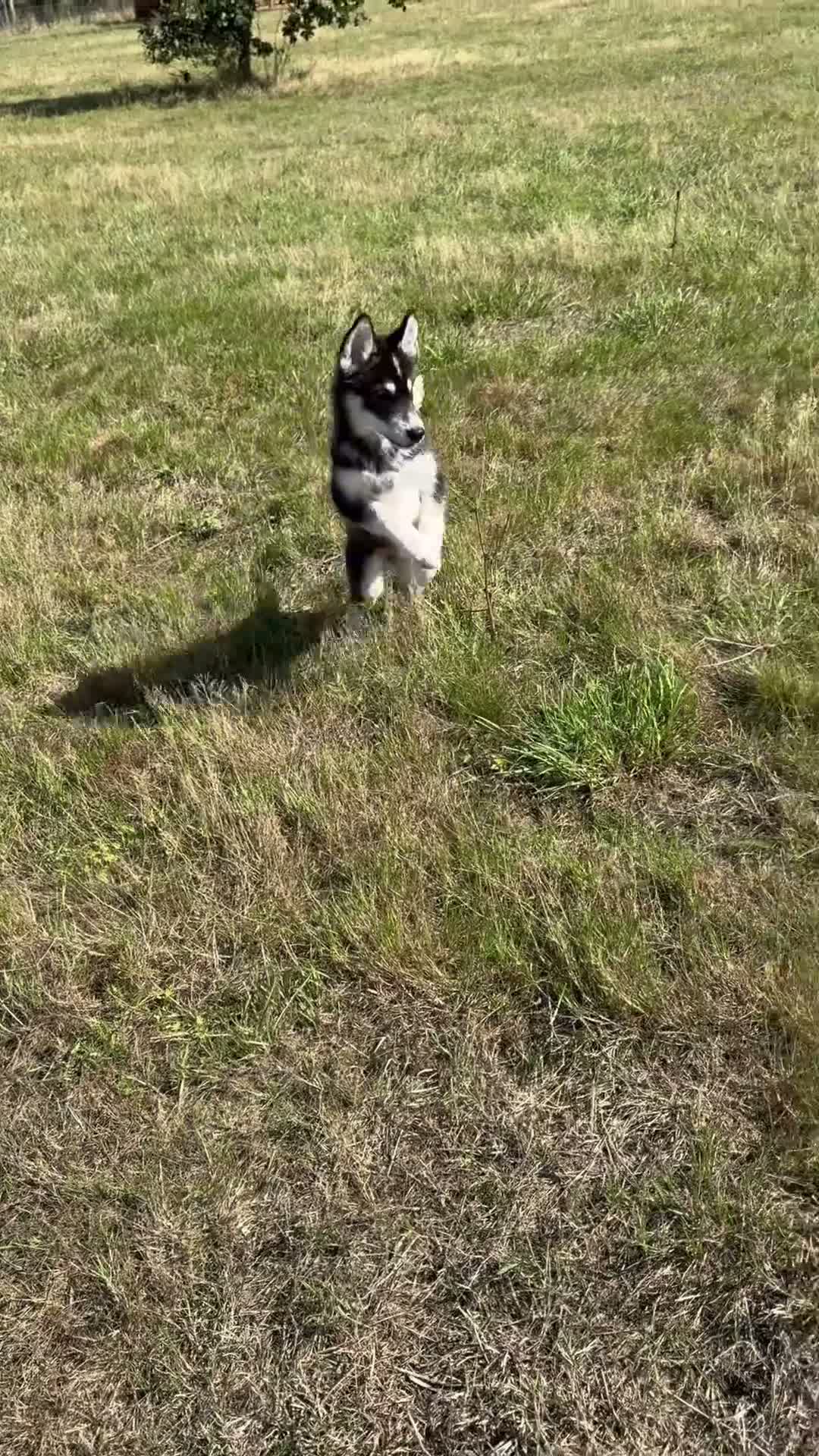 Mixed Breed dogs for sale: Socialised Husky x Malamute | Health tested 🐾 - Video 1