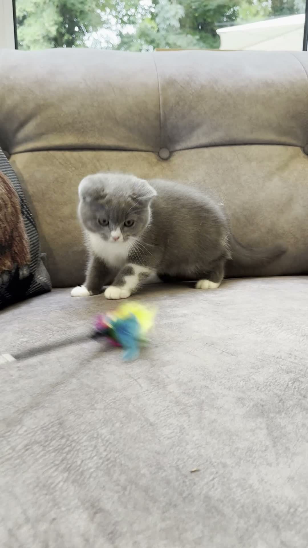 British Shorthair cats for sale: BRITISH SHORTHAIR KITTENS - Video 2