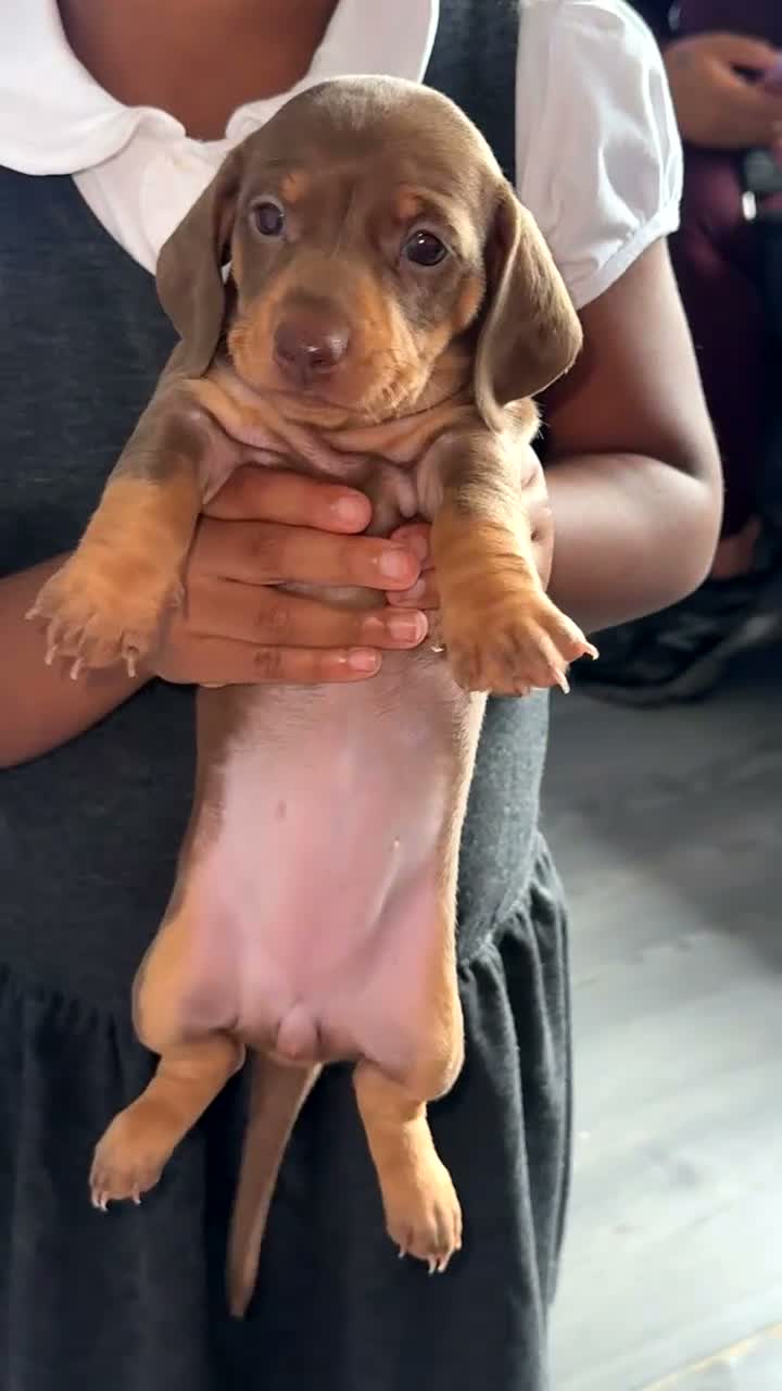 Miniature Dachshund dogs for sale: Miniature dachshunds  - Video 1