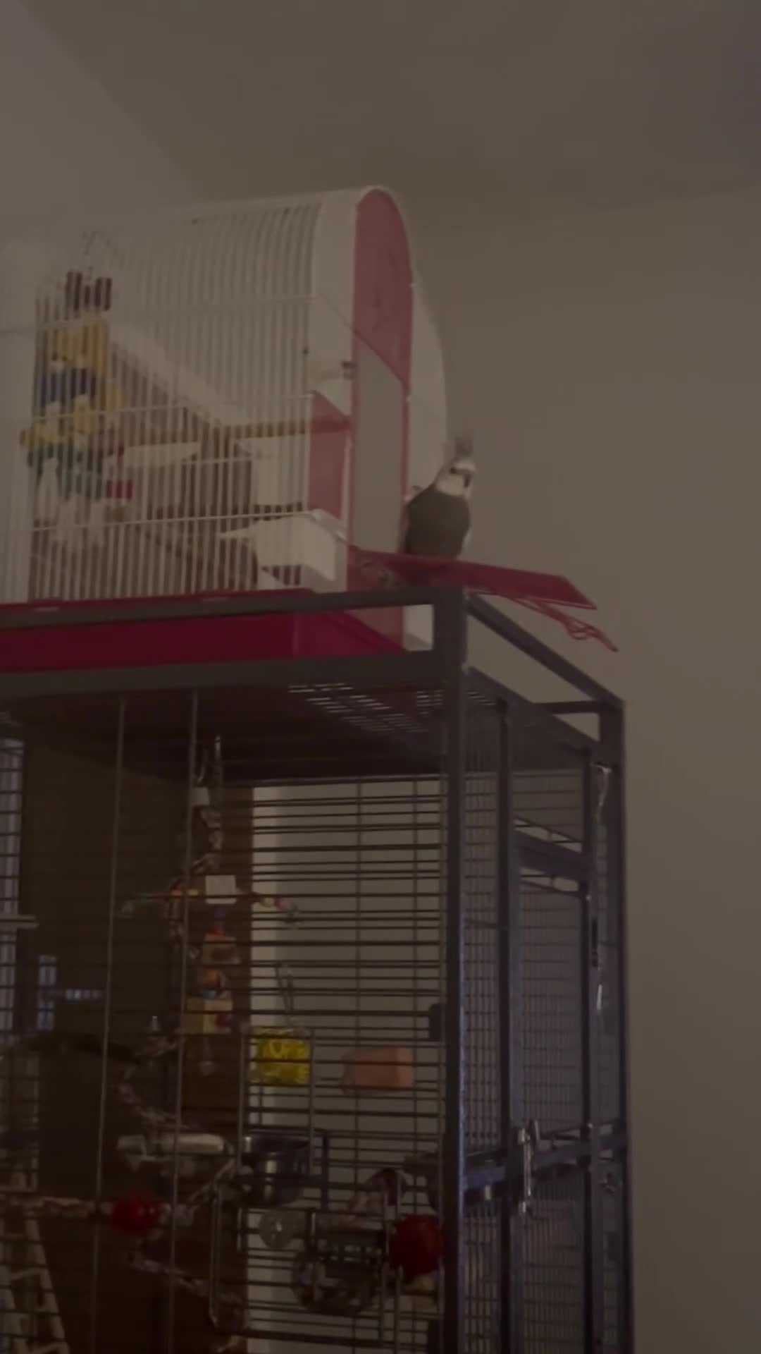 Cockatiels birds for sale: Male White Face Cockatiel  in Preston - Video 3