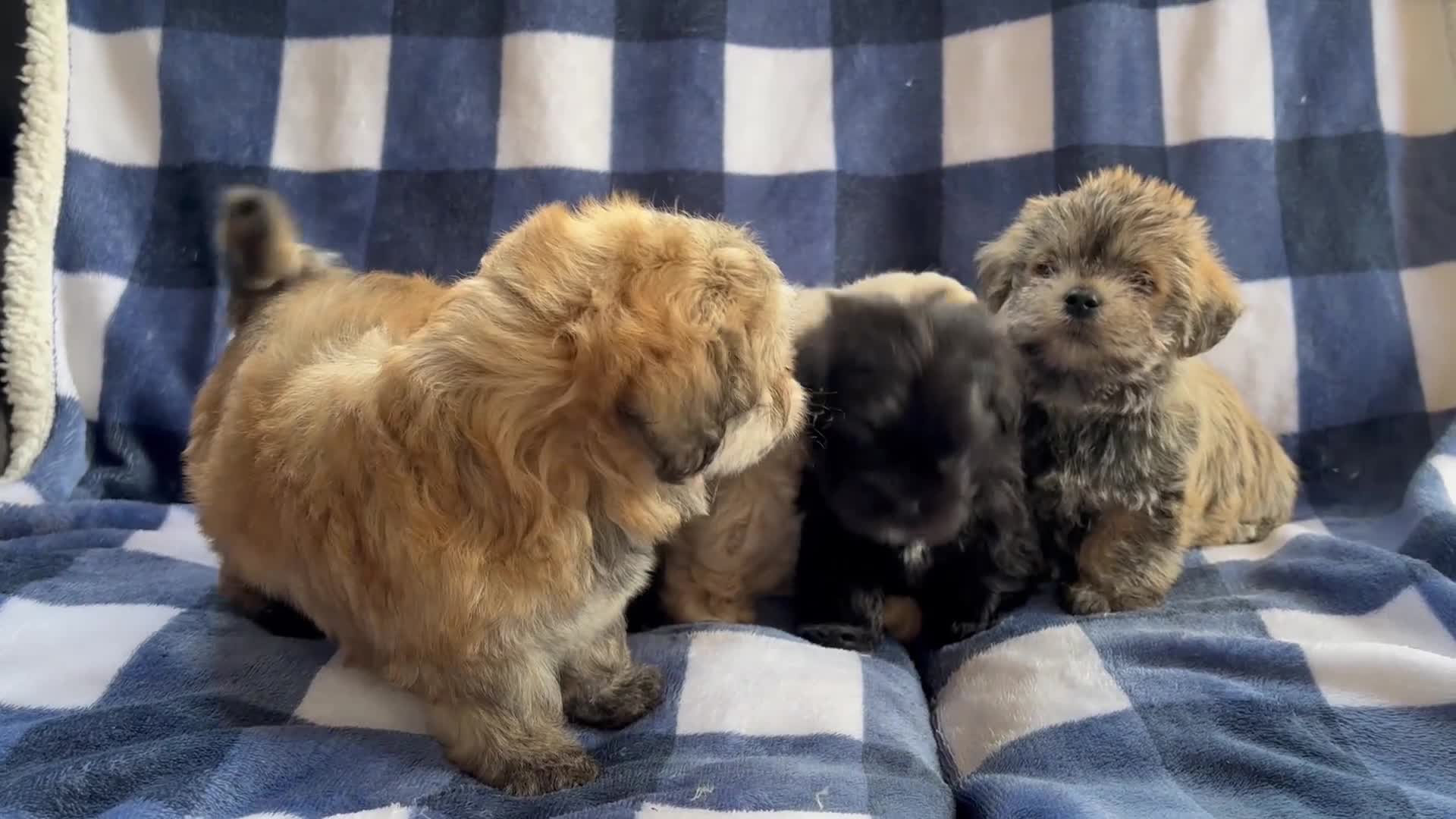 Maltipoo dogs for sale: Stunning Maltipoo Puppies ⭐️ DNA Tested ⭐️ - Video 1