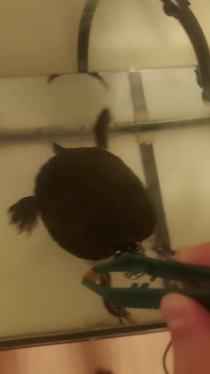 Turtle reptiles for sale: George the Turtle )  in Kingston upon Thames - Video 2