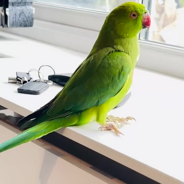 Ringnecks birds for sale: Indian ring neck parrots for sale 🦜❤️ - Video 1