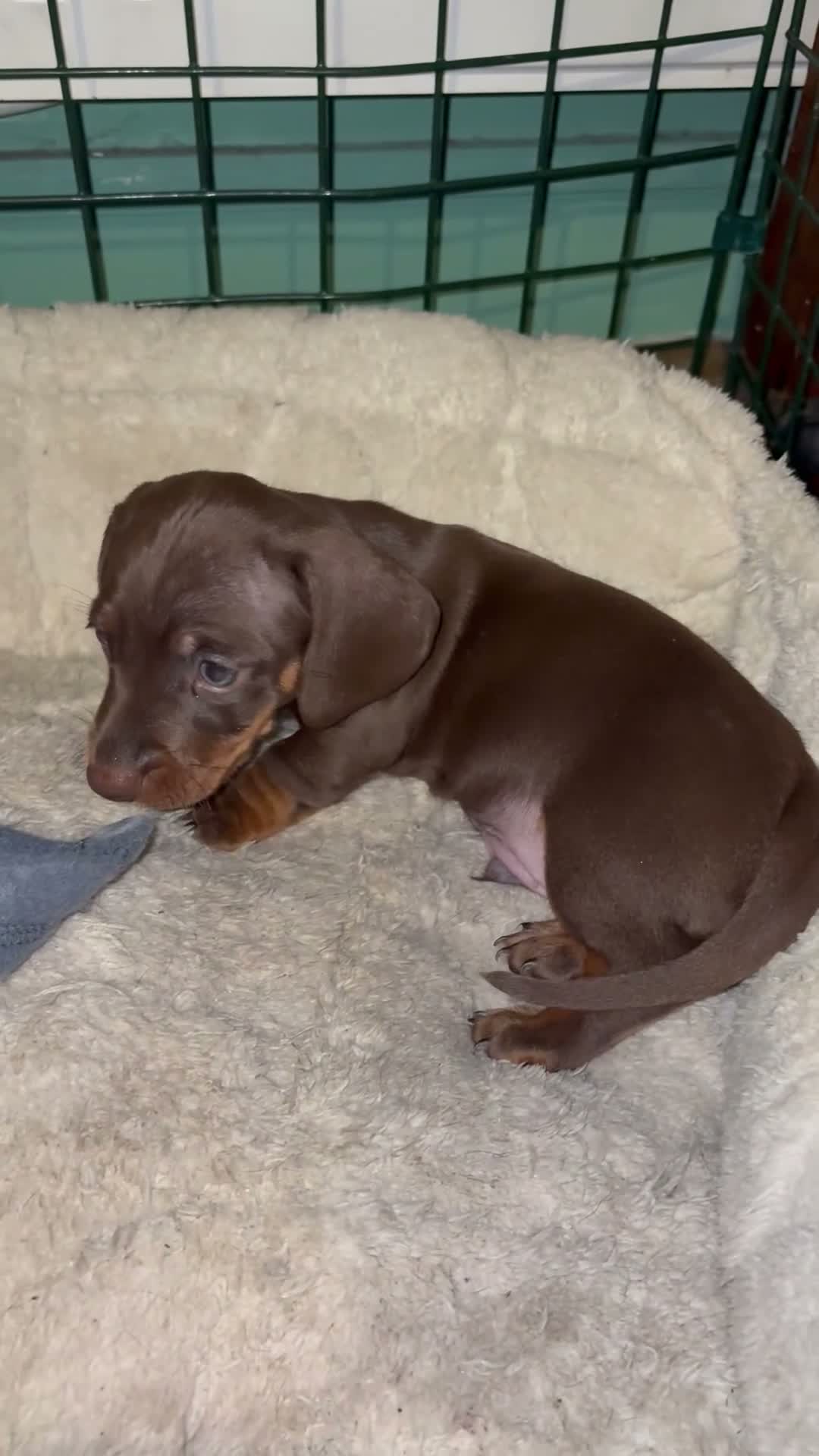 Miniature Dachshund dogs for sale: One minature girl available for her forever home❤️ - Video 1