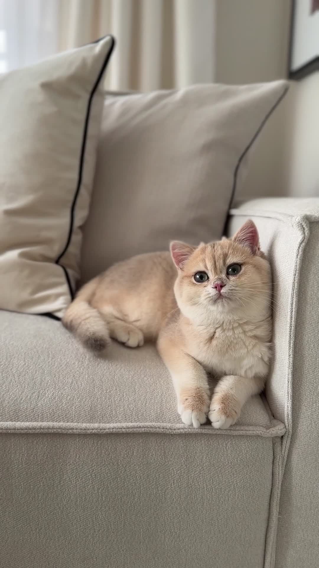 British Shorthair cats for sale: Lilac Golden British Shorthair kitten 🤍 - Video 3