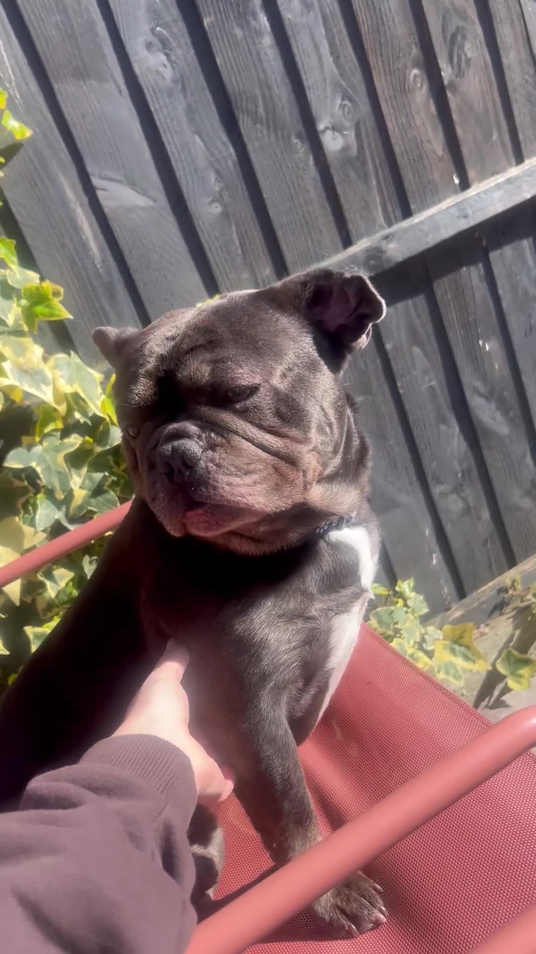 French Bulldog dogs for sale: 3 year old Milo - Video 2