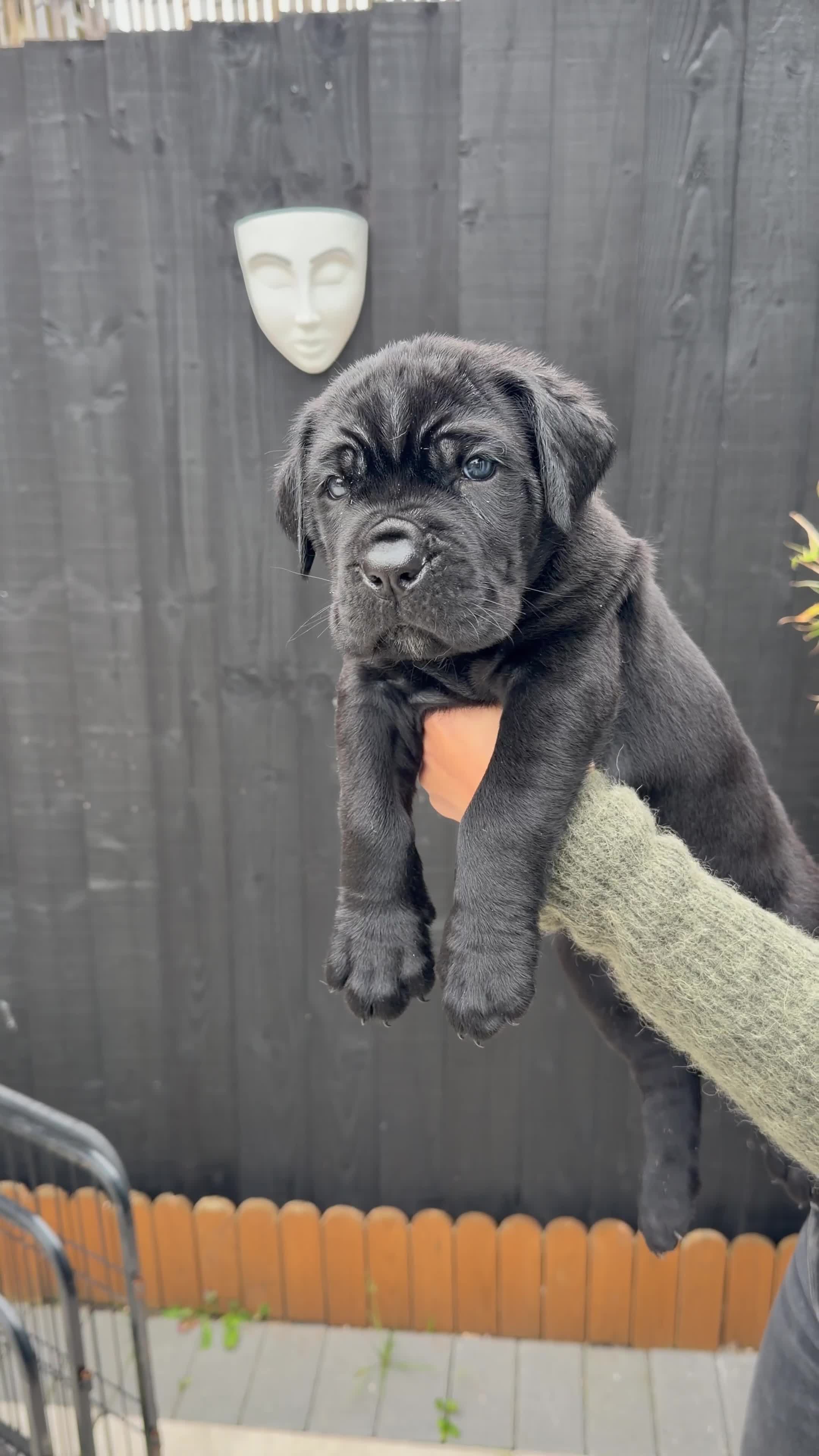 Mixed Breed dogs for sale: Mastiff pups available  - Video 3