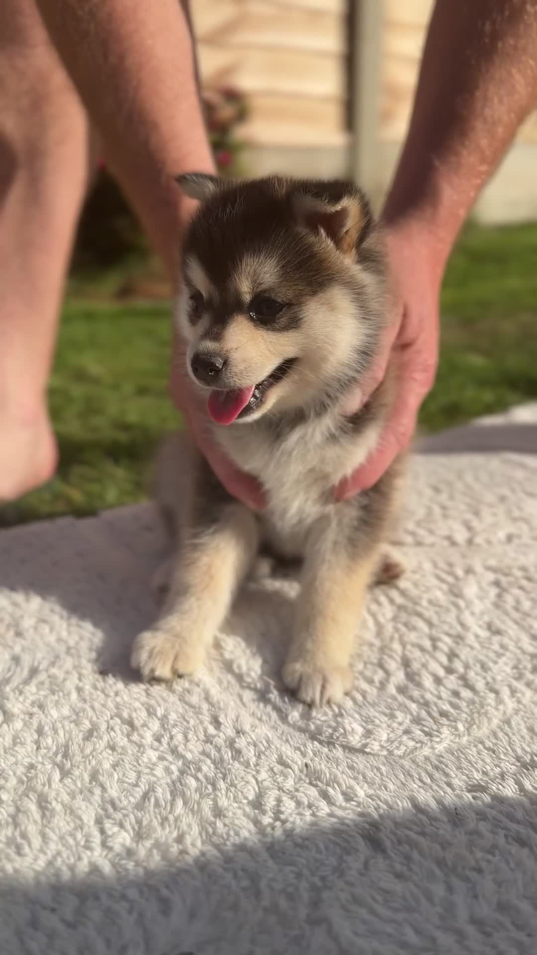 Pomsky dogs for sale: Pomsky puppies  in Birmingham - Video 1