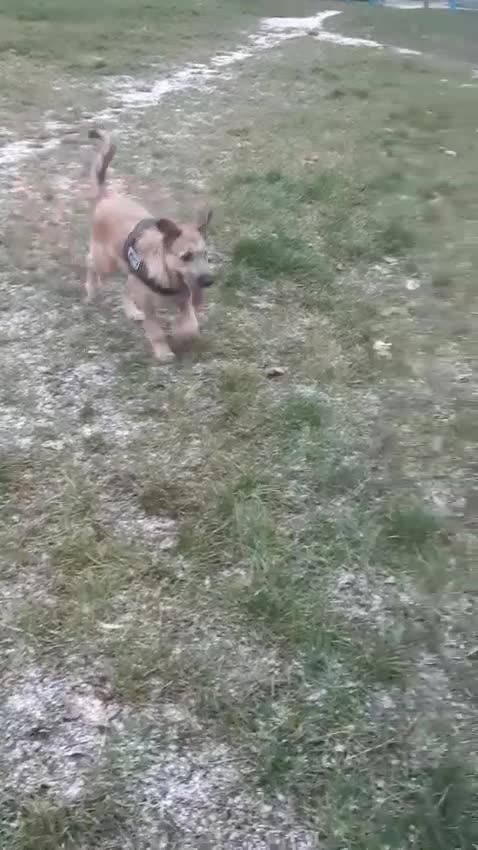 Mixed Breed dogs for adoption: 💙NIKE💙7 month old boy who lives with 17 cats🐱😍 - Video 3