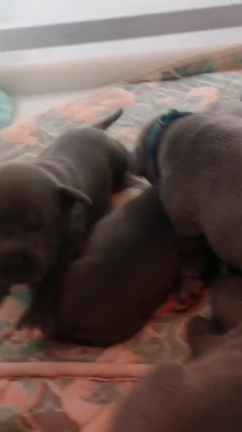 Staffordshire Bull Terrier dogs for sale: ForSale blue Staffordshire staffy pups 1 GIRL LEFT - Video 3