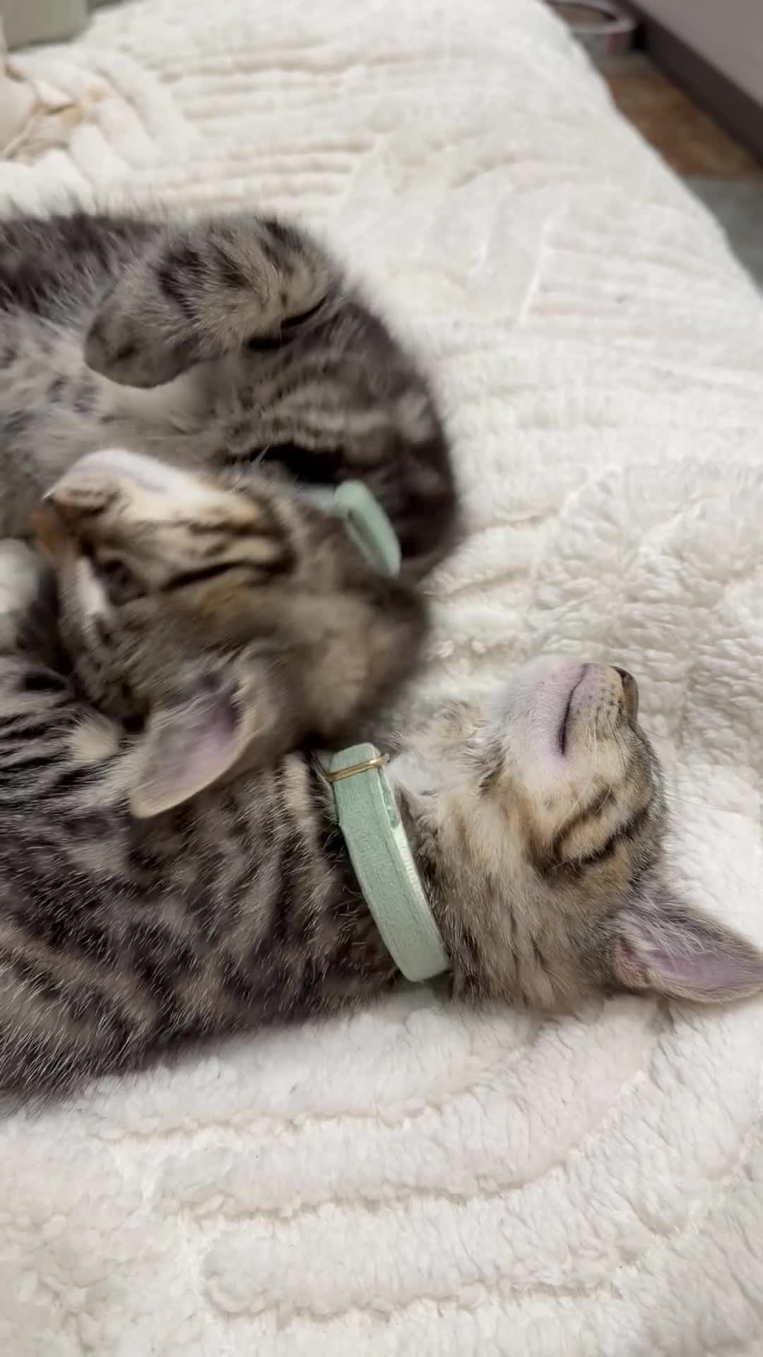 Maine Coon cats for sale: Maine coon / Bengal cross  - Video 1