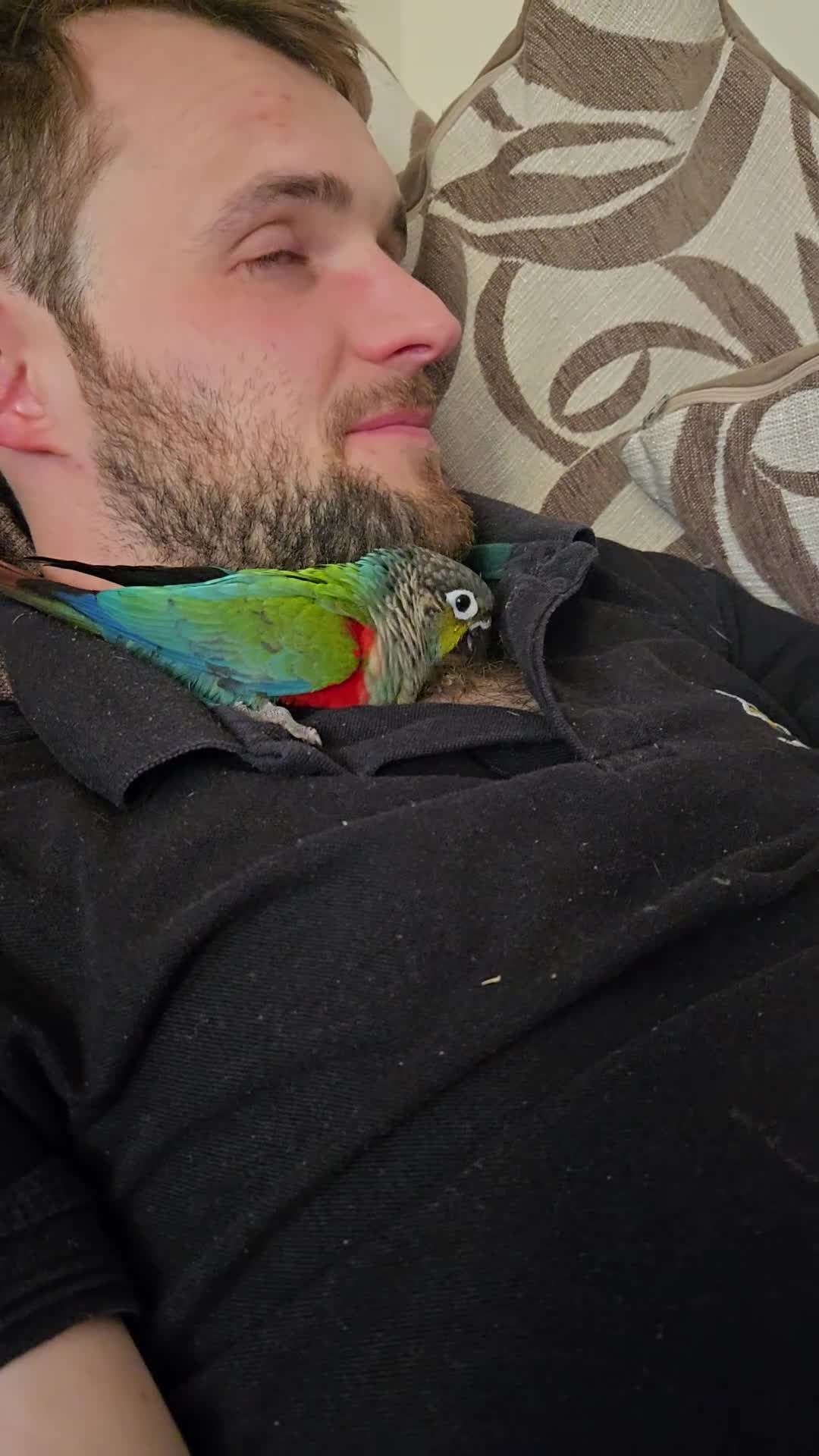 Conures birds for sale: Tame Crimson Conure - Video 1