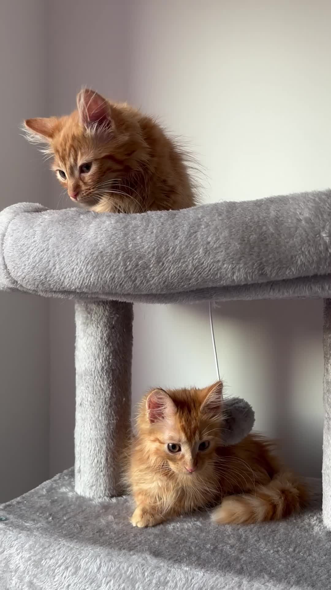 Mixed Breed cats for sale: 4 kittens left 3 ginger boys one tortie girl - Video 3