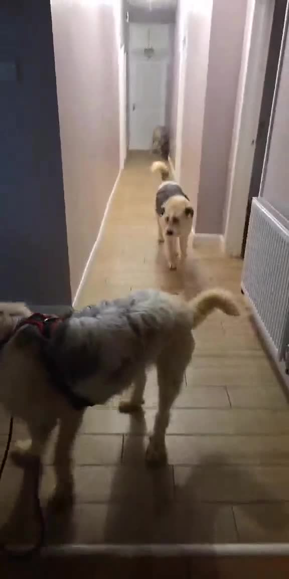 Mixed Breed dogs for adoption: Harley 💙 ( & brother Hershey )  - Video 2