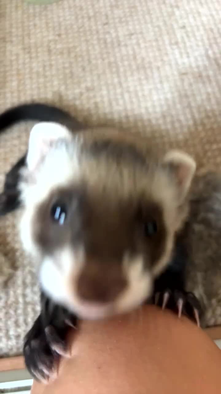 Ferret rodents for sale: Rehoming ferret hob 14 weeks in Newent - Video 2