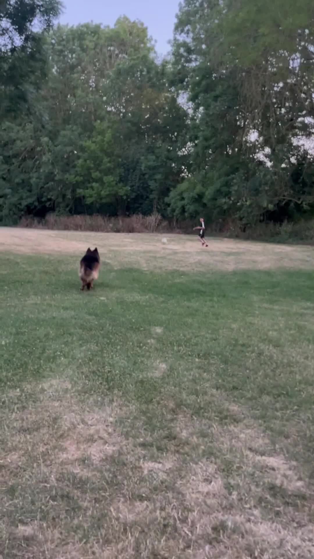 German Shepherd dogs for stud: German Shepard Hugo  in Waltham Cross - Video 2