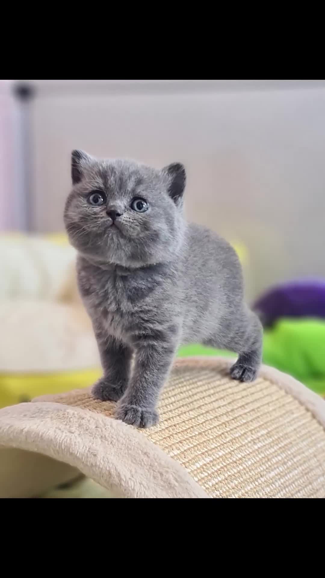 British Shorthair cats for sale: Full vaccination&Register GCCF BSH kittens 💝💙 - Video 1