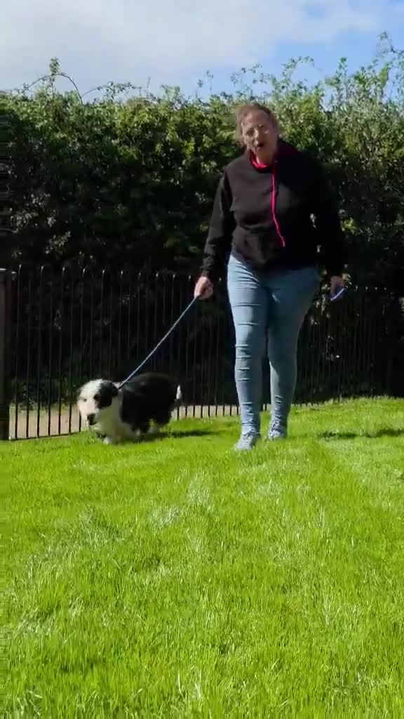 Mixed Breed dogs for adoption: OREO - SWEET HEART, NO CALORIES ❤️ - Video 1