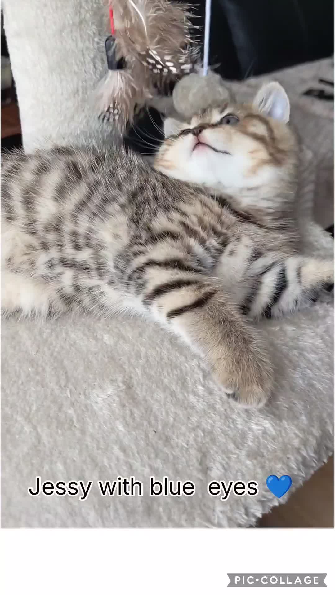 Scottish Fold cats for sale: Scottish straight ears boy left - Video 1