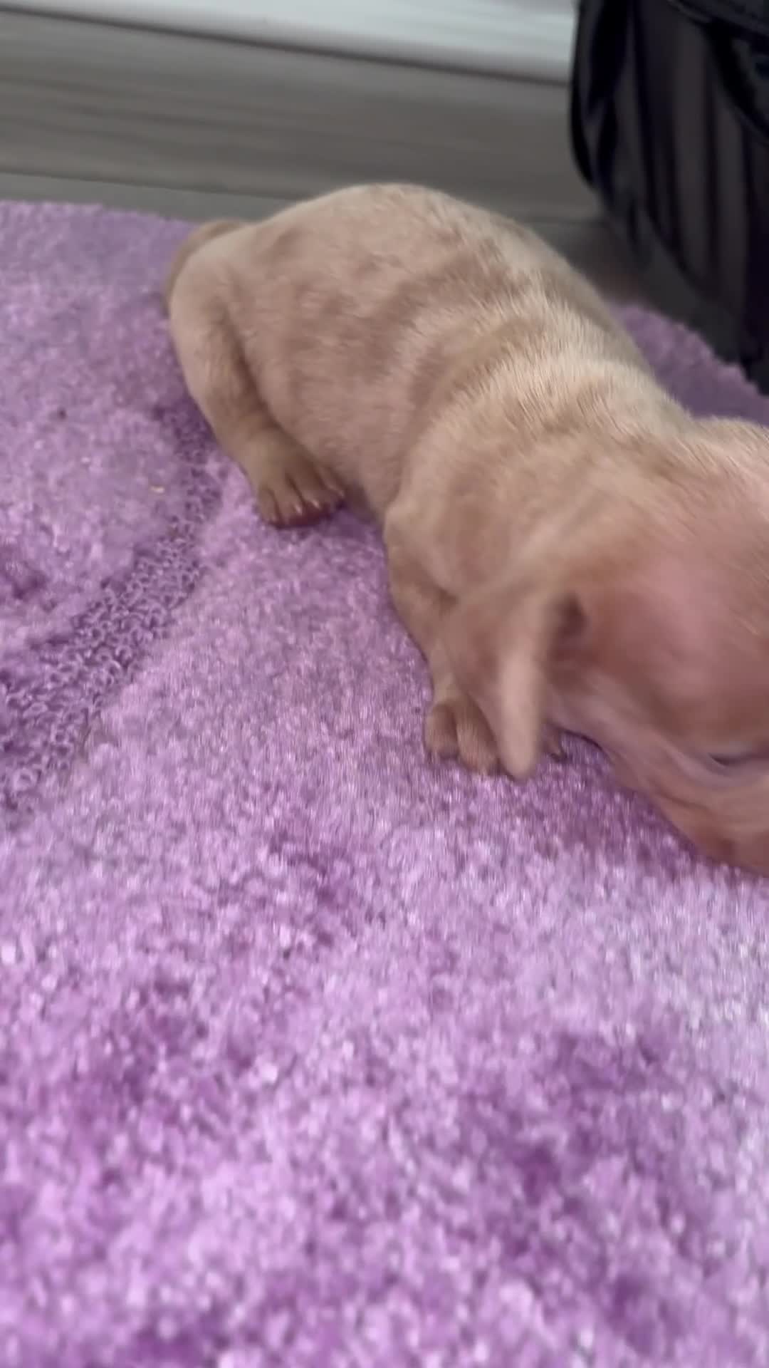 Miniature Dachshund dogs for sale: Beautiful dachshund puppy’s ready for  loving home - Video 2