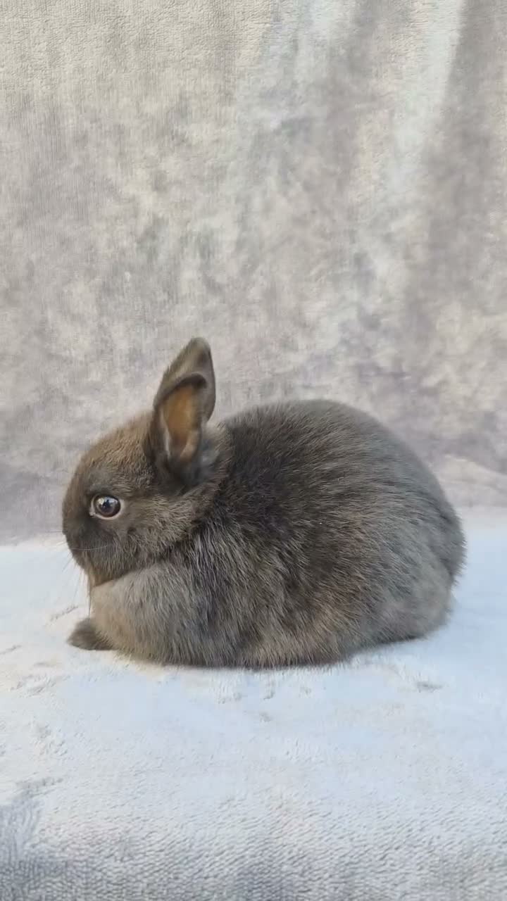 Netherland Dwarf rabbits for sale: Siamese Smoke Buck & Black Self Doe – 8 Weeks Old - Video 2