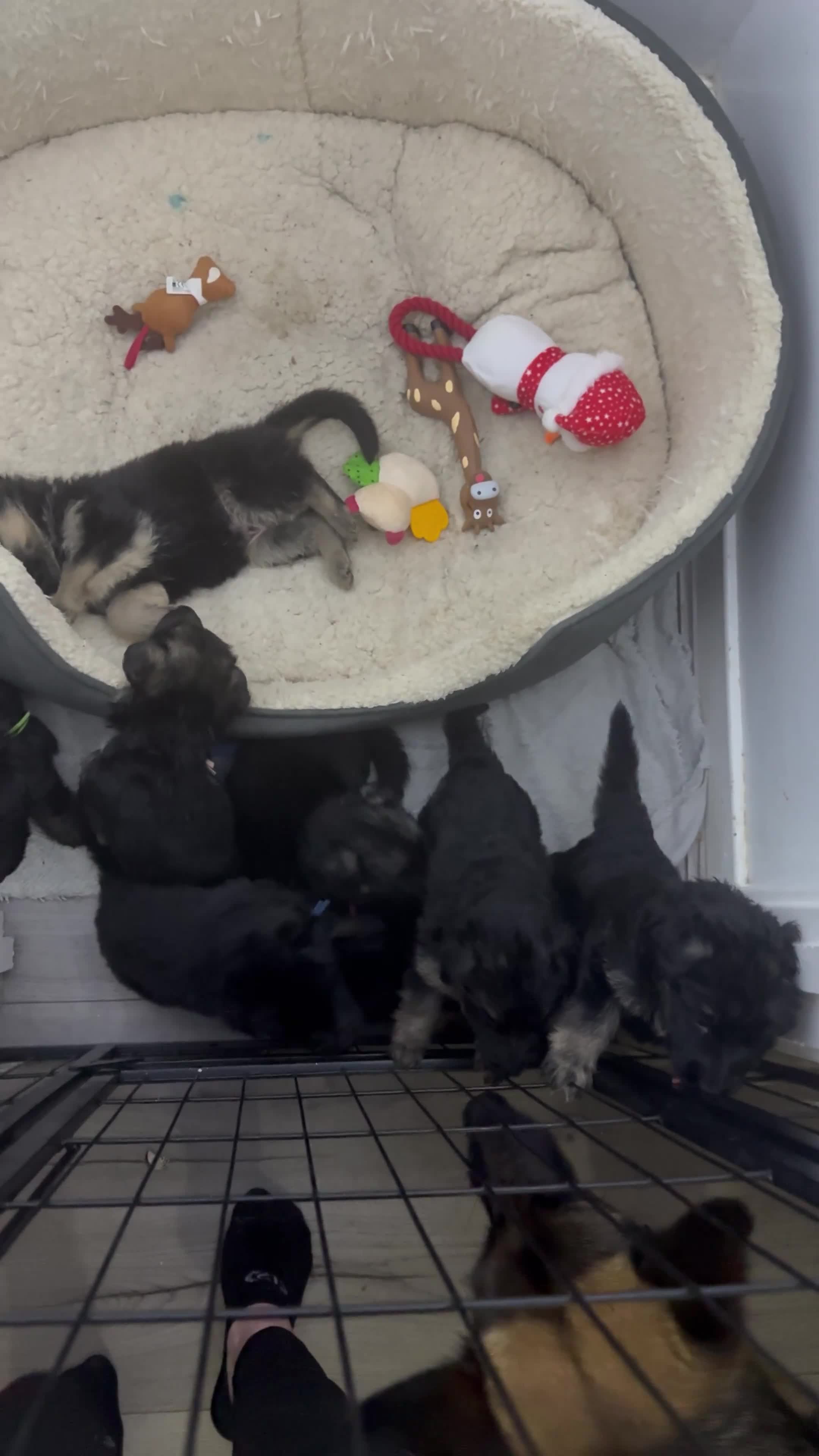 German Shepherd dogs for sale: Beautiful German Shepherd puppies  - Video 1