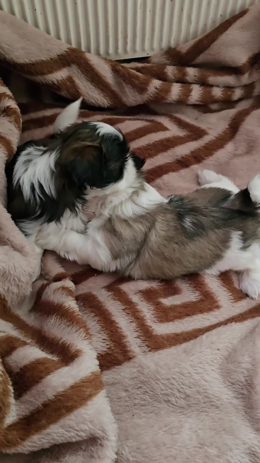 Shih Tzu dogs for sale: Hi my name is Maria  - Video 1