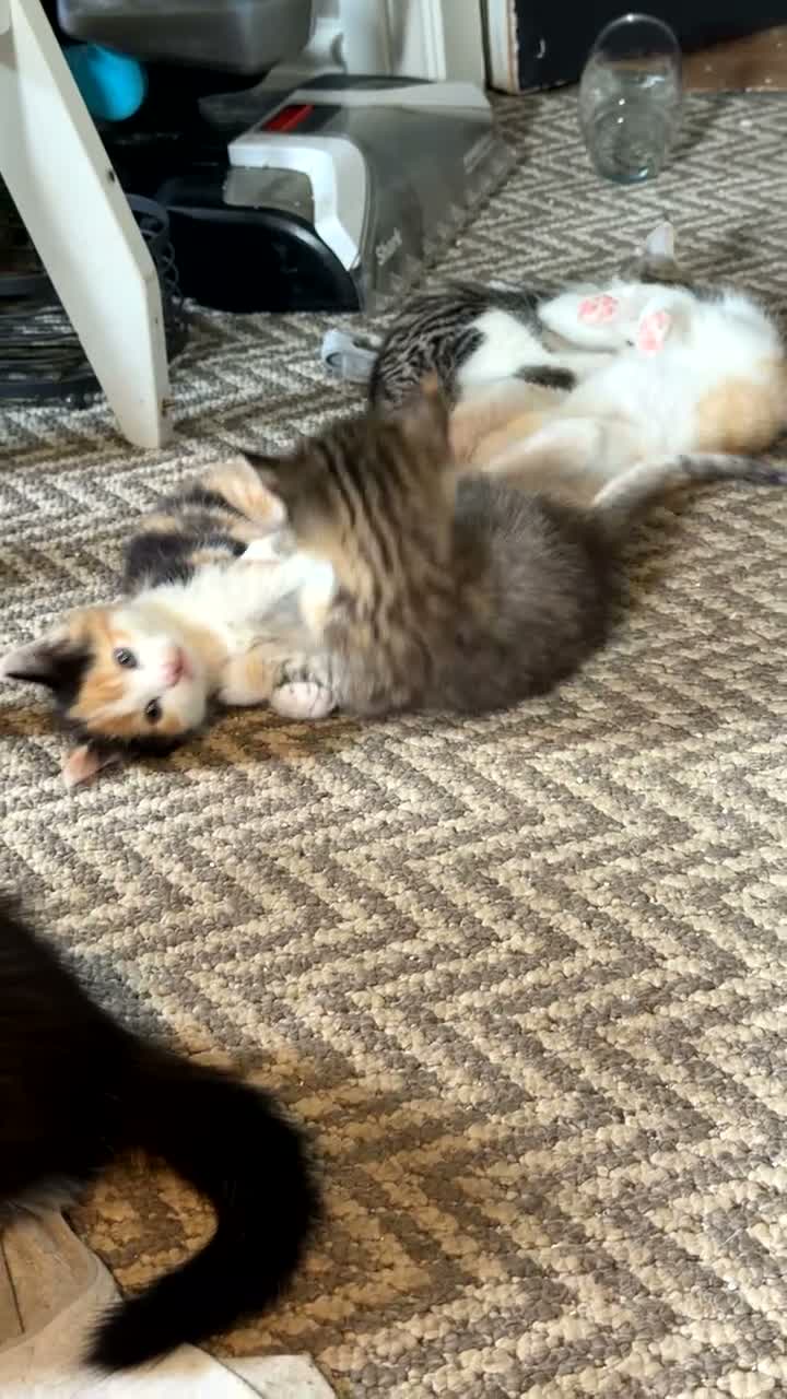 Maine Coon cats for sale: Mainecoon kittens  - Video 1