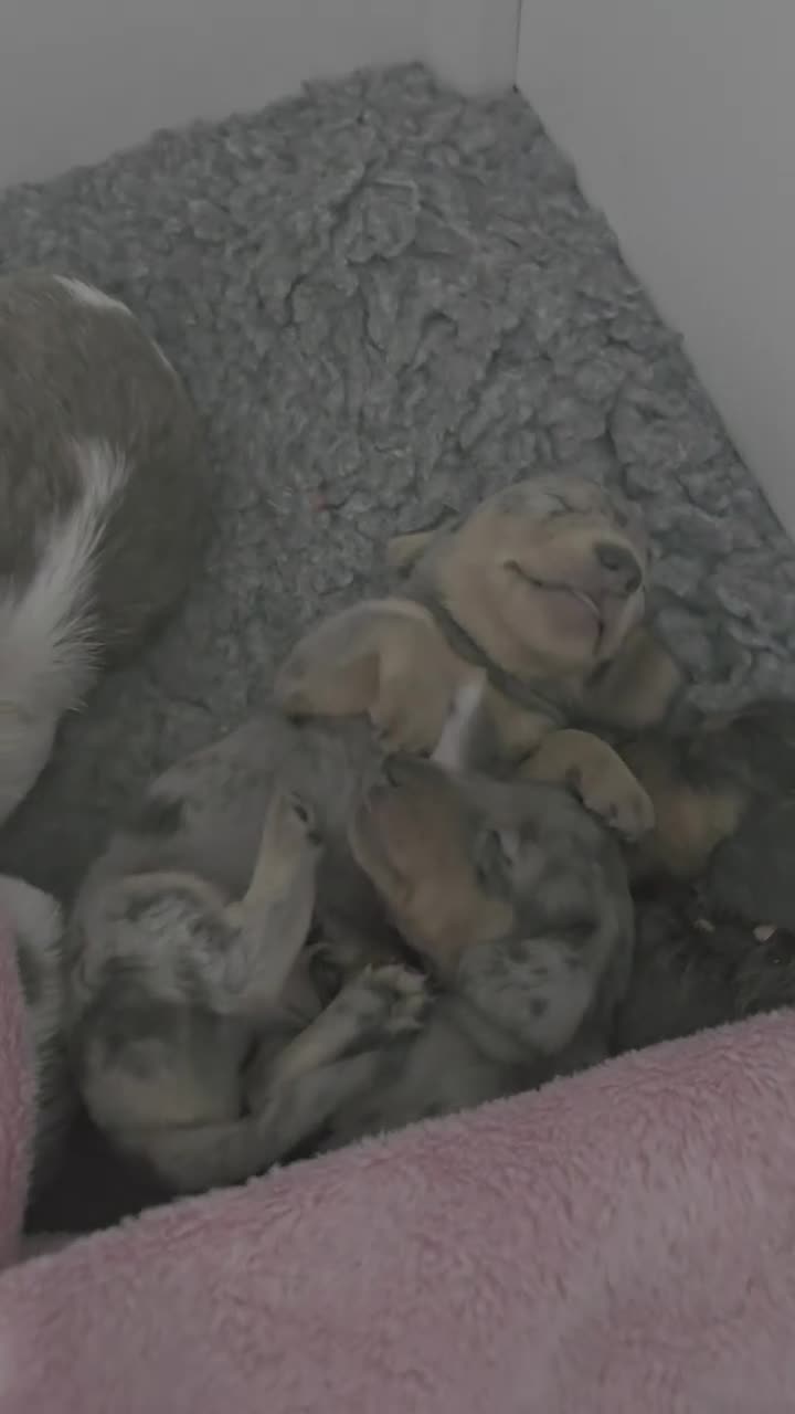 Miniature Dachshund dogs for sale: Miniature dachshund puppies for sale liverpool  - Video 4