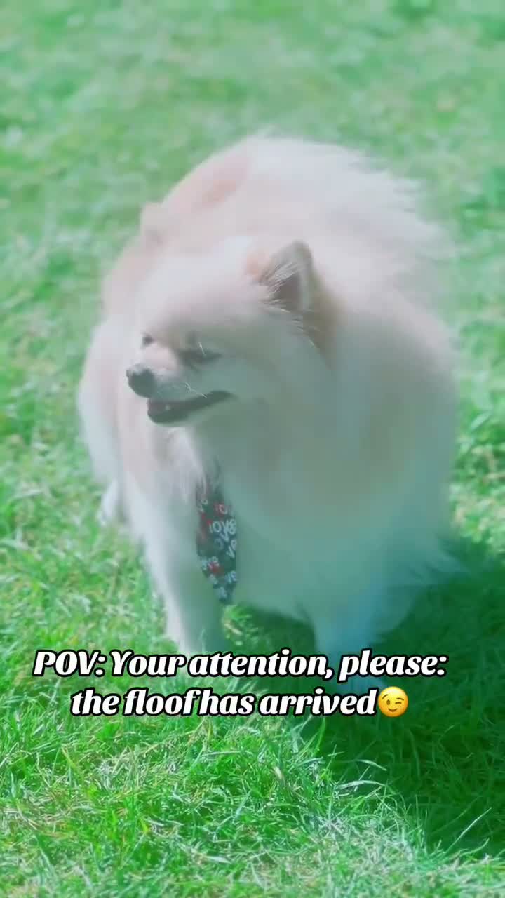 Pomeranian dogs for stud: A handsome Pomeranian male for stud 😍 in London - Video 1