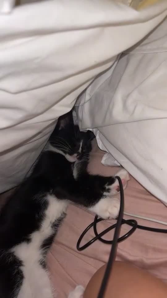 British Longhair cats for sale: 12 week old kitten  - Video 2