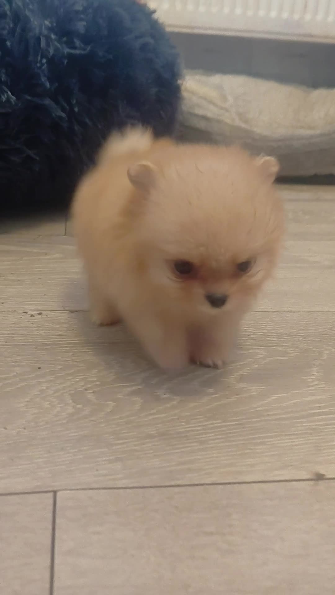 Pomeranian dogs for sale: Pomeranian puppies  - Video 3