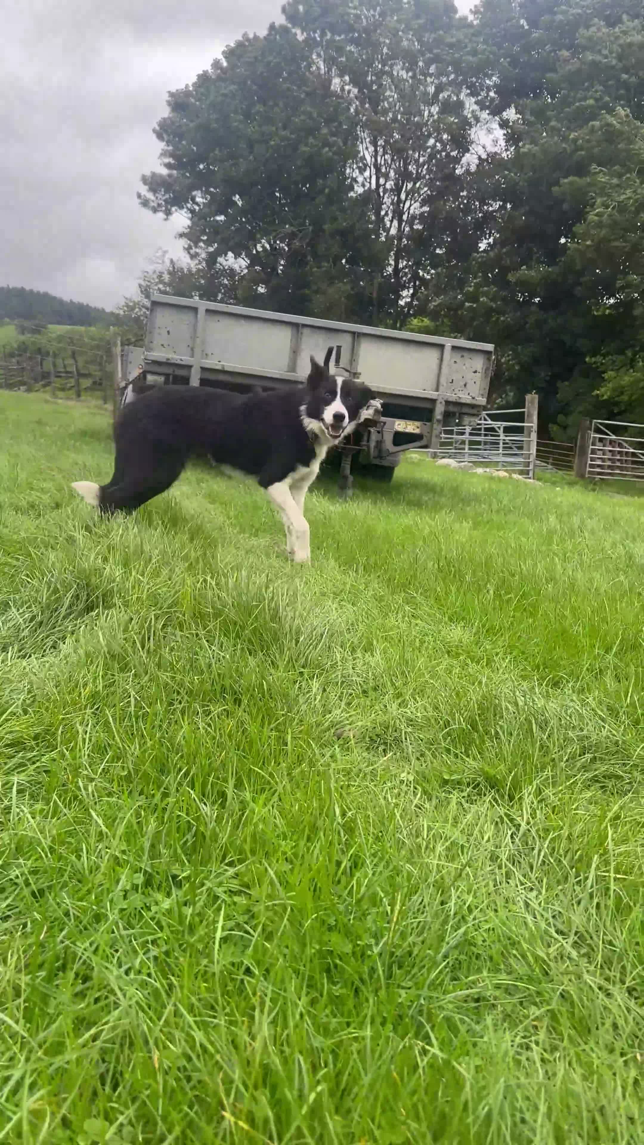 Border Collie dogs for sale: Jan 5 Years Old - Video 1