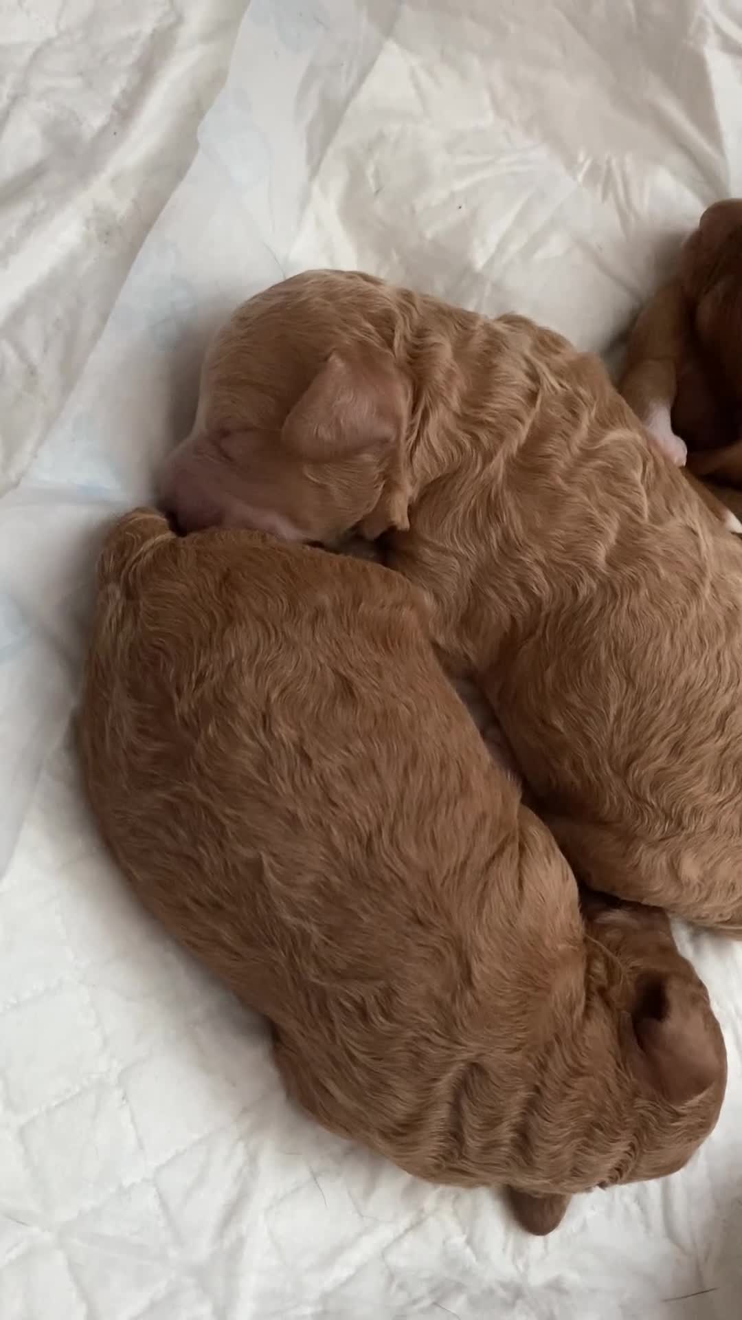 Cockapoo dogs for sale: F1b cockapoo video call viewings available  - Video 2